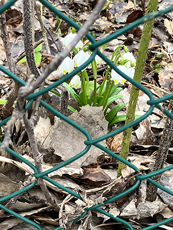Snödroppar bakom stängsel