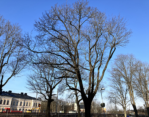Träd mot ljusblå himmel marsmorgon