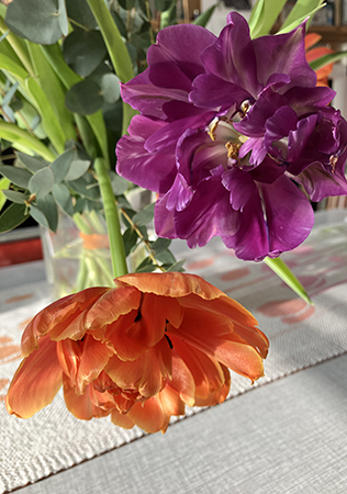 Tulpaner lila och orange