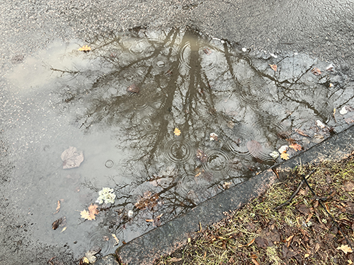 Vattenpöl med löv och droppar