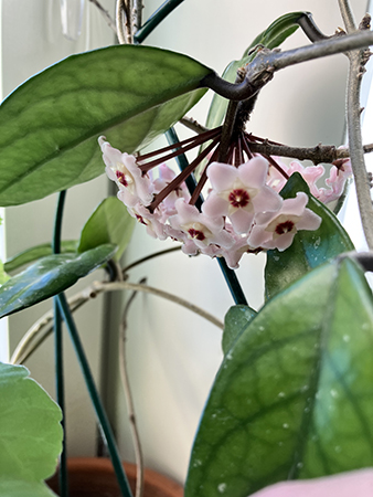 Blommande porslinsblomma apr 2026