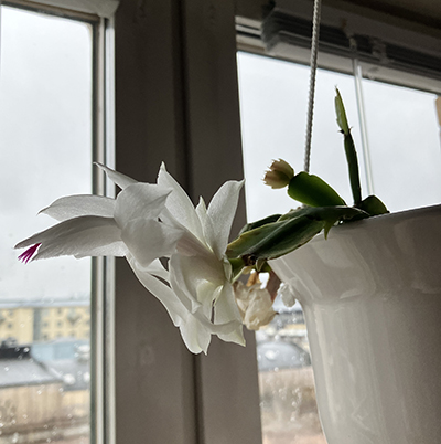 Blommande vit kaktus