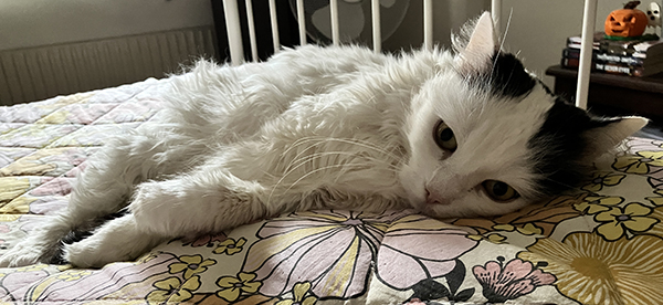 Citrus ligger på överkastet