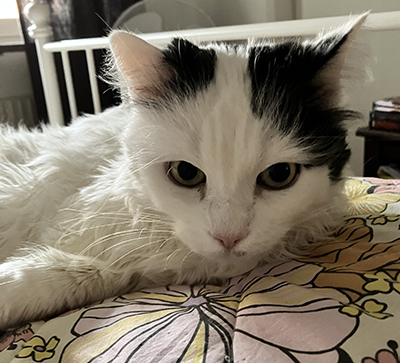 Citrus närbild ansikte