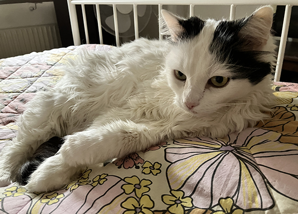 Citrus på överkastet kollar in