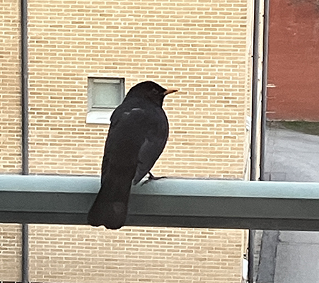 Koltrast på balkongräcket