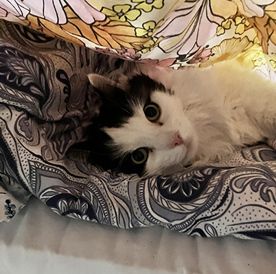 Lucier på sängen under överkastet 2