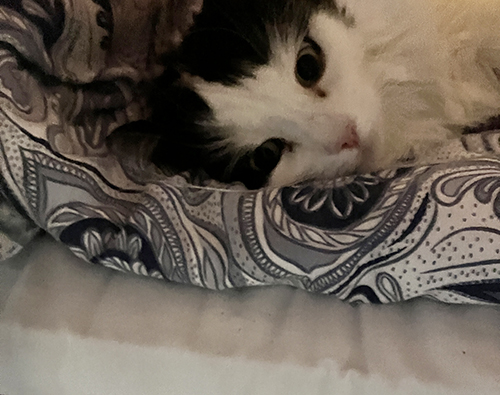 Lucifer i sängen under överkastet