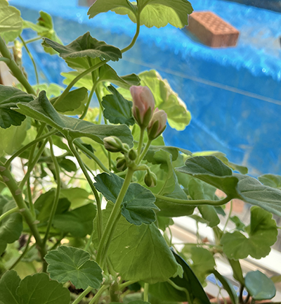 Pelargonknoppar apr 2026