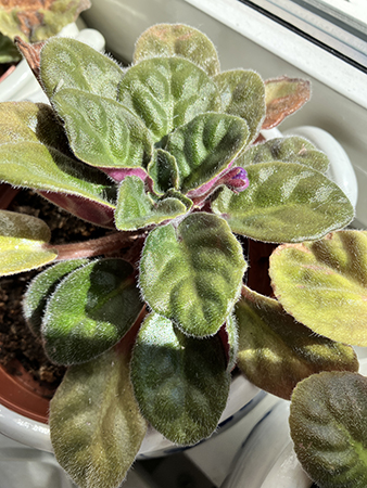 Saint Pauliaknopp april 2026