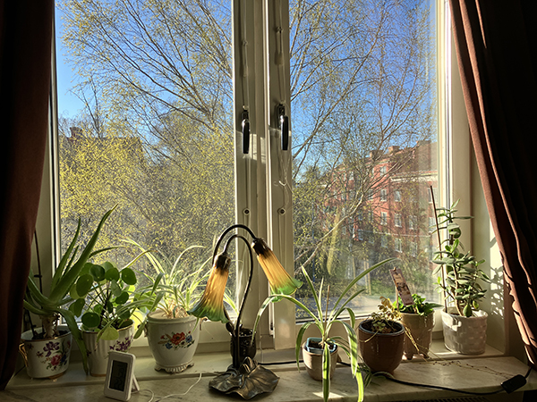 Vårgrönska i björkallén utanför sovrumsfönstret och grönska på fönsterbrädan inne