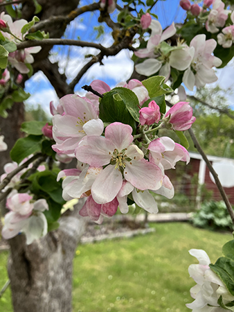 Äppelblom