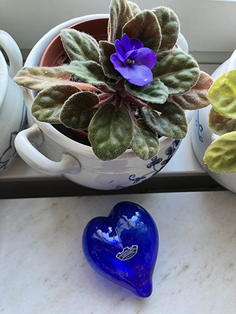Blommande Saint Paulia o glashjärta