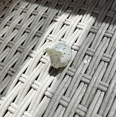 Ett tomt äggskal i balkongsoffan