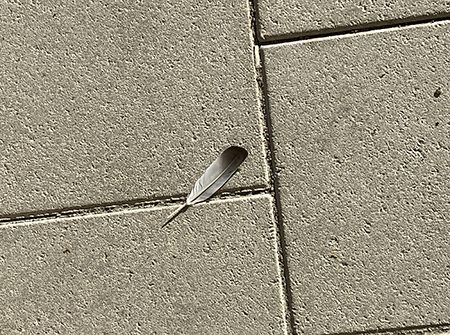 Fjäder på trottoarplattor