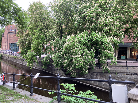 Kastanjerna blommar vid ån