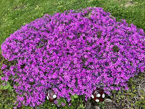 Lila färgprakt Slottsträdgården 17 maj 2026