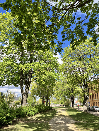 Lindallén vid Österplan