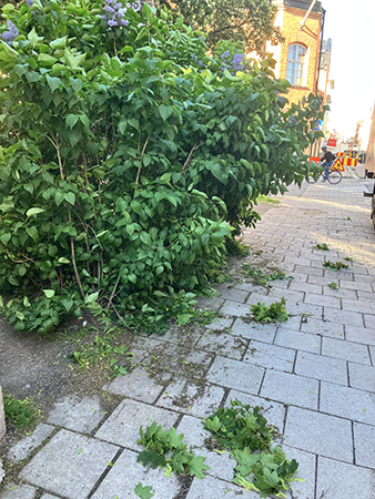 Nerblåsta löv vid syrenbusken
