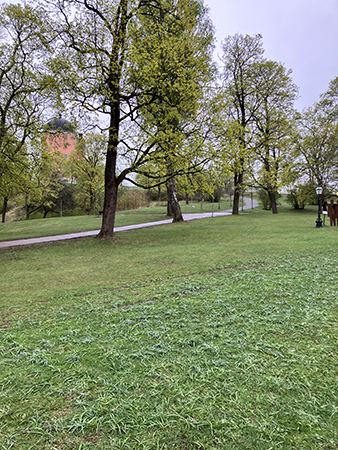 Norra tornet på Uppsala slott skymtar i grönskan