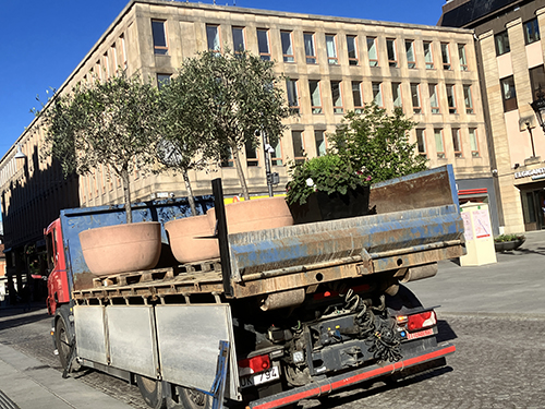 Olivträd på lastbilsflak Stora torget
