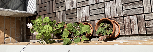 Pelargoner tre olika utställda på balkongen 23 maj 2026 Pelargoner tre olika utställda på balkongen 23 maj 2026