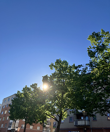 Sol mot blå himmel bakom träd