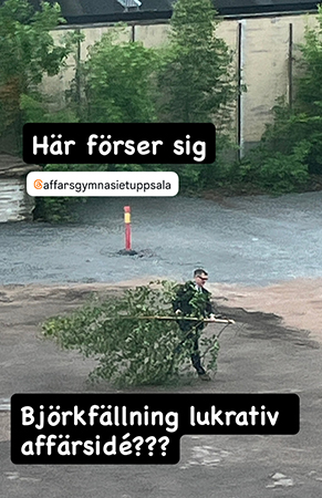 Björktjyv från Affärsgymnasiet