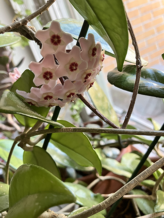 Blommande porslinsblomma i köksfönstret