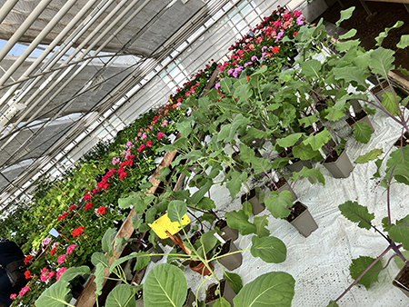Diverse plantor pelargoner etc