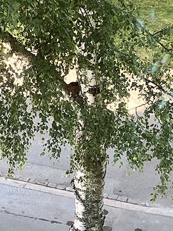 Fågelbo i björken utanför