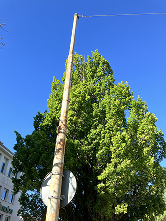 Grönt träd mot blå himmel