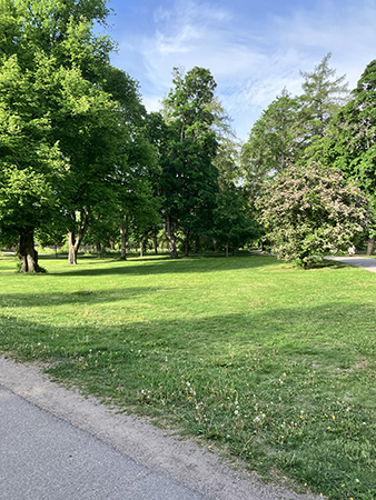 Grönt vid Carolina Engelska parken