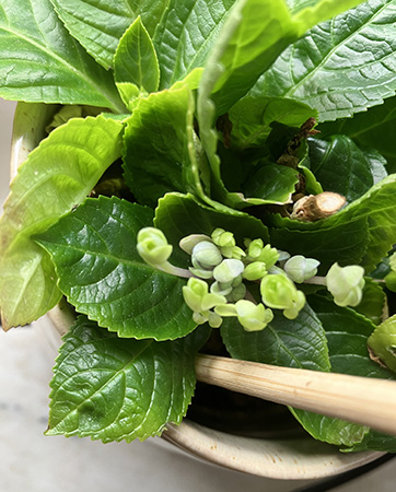 Knoppar i min hortensia Knoppar i min hortensia
