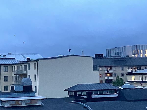 Mörk junikvällshimmel över hustaken