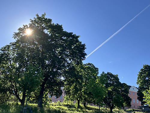 Sol bakom träd flygplansspår på blå himmel
