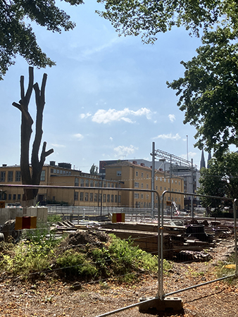 Dött träd vid allén Österplan St Olofsgatan