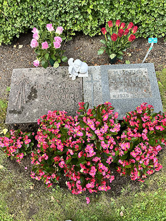 Rosa och röda rosor samt isbegonior på graven juli 2026 Foto MM