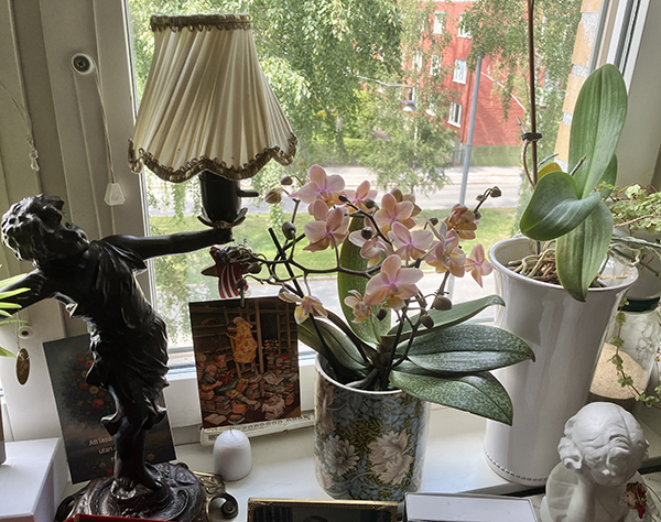 Gulrosa orkidé som doftar liljekonvalj o fin kruka fr Nya Björck Blomsterhandel
