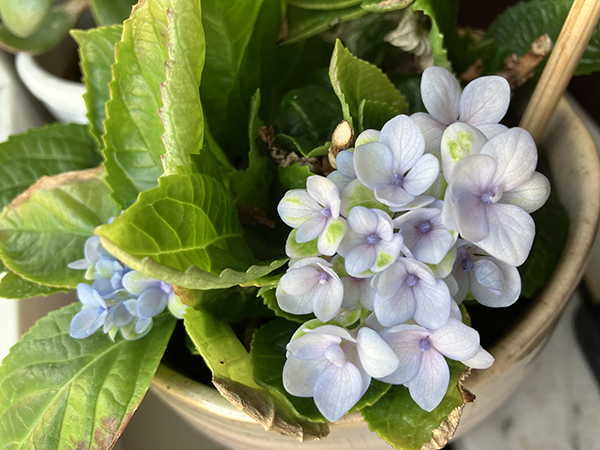 Blå hortensian i sovrummet blommar Blå hortensian i sovrummet blommar