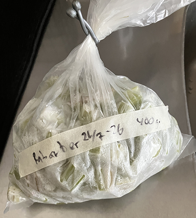 En påse rabarber från frysen på tining