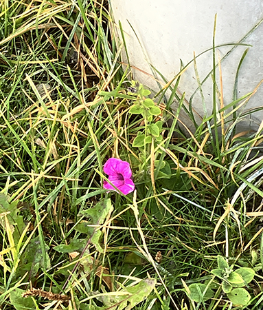 Liten petunia i gräset Carolinabacken Liten petunia i gräset Carolinabacken