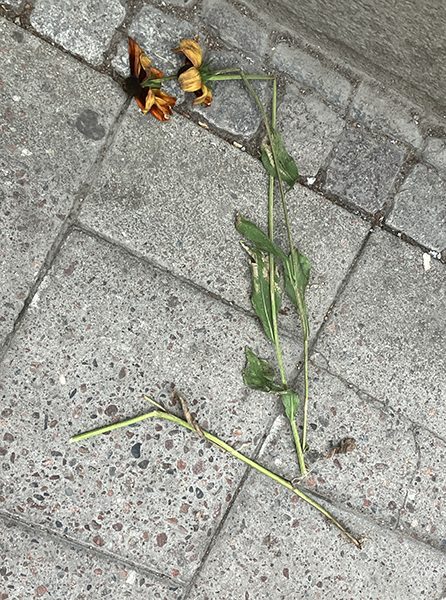 Vissen blomma på trottoaren Vissen blomma på trottoaren