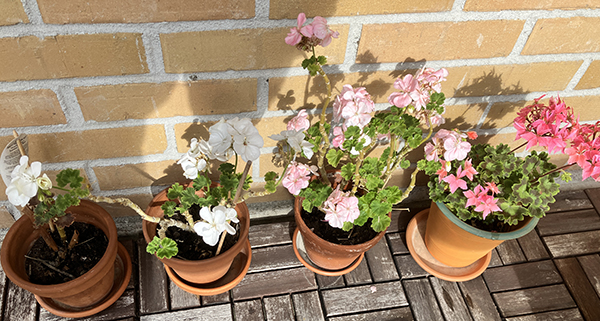 Blommande pelargoner på balkongen