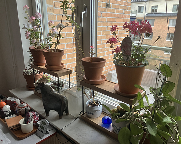 Pelargonerna har flyttat in i köksfönstret Pelargonerna har flyttat in i köksfönstret