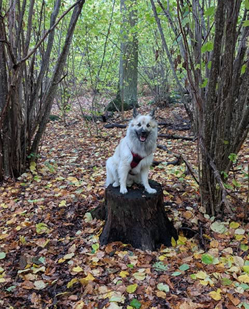 Baldur på en stubbe i höstskog foto MT Baldur på en stubbe i höstskog foto MT