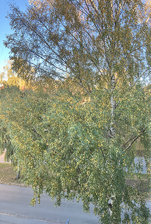 Björken utanför oktobermorgon