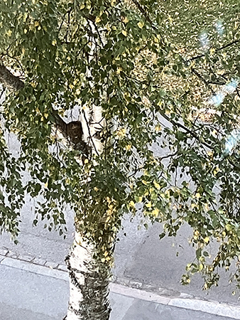 Fågelboet i björken oktober 2026
