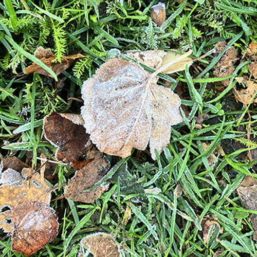 Frostiga löv