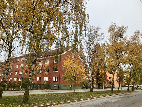Gula björkar i allén Gula björkar i allén